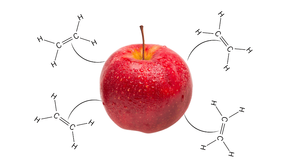 Red apple surrounded by ethylene chemical structure diagrams — C2H4 plant hormone