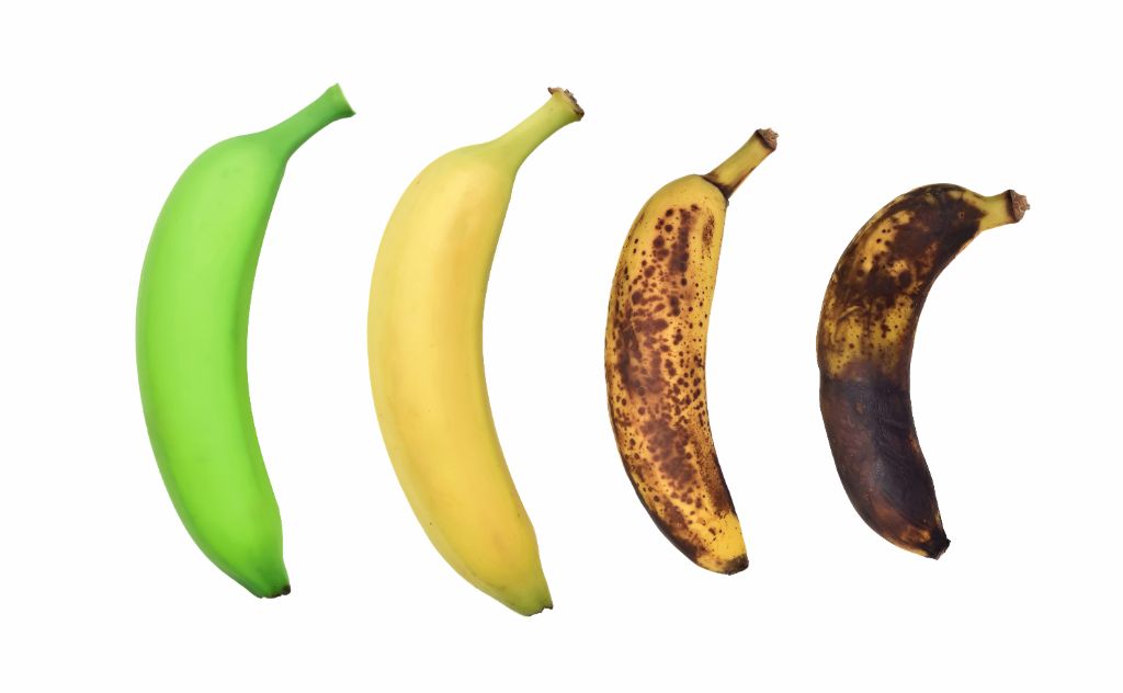 Four bananas showing progressive ripening stages from green to fully brown — ethylene ripening sequence