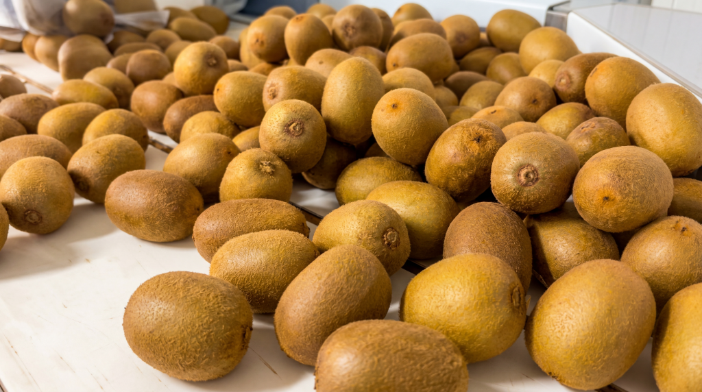 Fresh kiwi produce being repacked at Carson Cold Storage